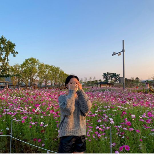 🌸 고하도 ‘코스모스‘ 🌸