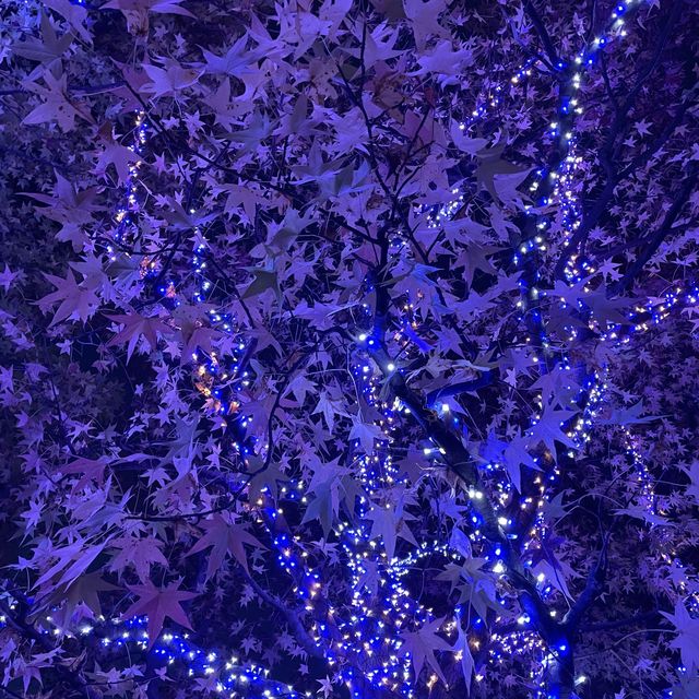 【横浜】マークイズみなとみらいのイルミネーションと紅葉のコラボレーション
