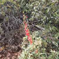 Red Rock Canyon