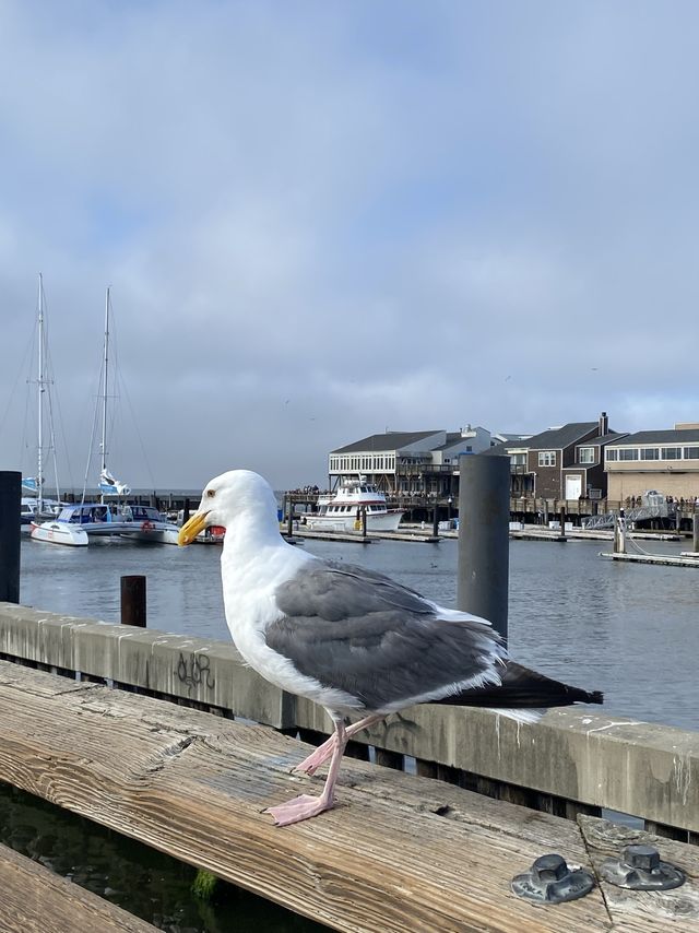 San Francisco🥰❤️😍