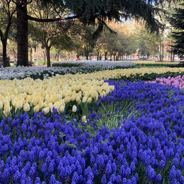 Tulips in Bloom 🌷