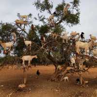 Goat on the tree