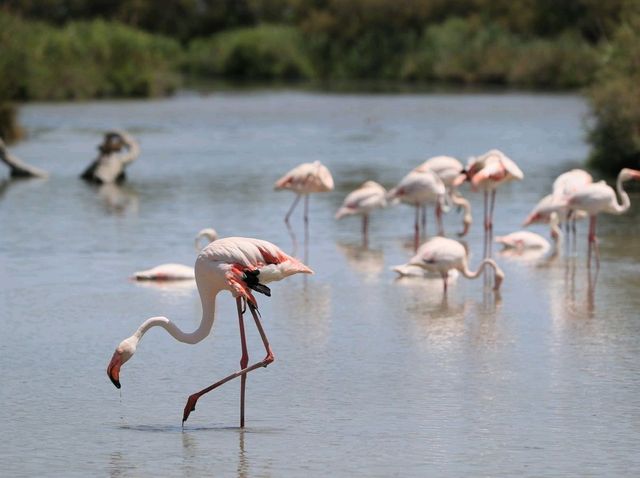 聯合國生物圈保護區法國卡瑪格地區自然公園