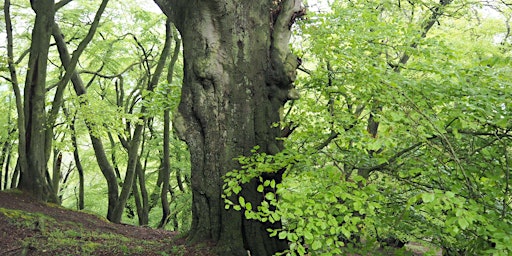 Walk 36 The Wrekin Giant 15 miles | The Toll House, Ironbridge