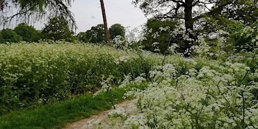 Everyday Encounters. Walk and Draw in Mote Park | Mote Park