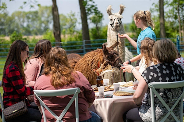 Lunch with Llamas | The Hayloft