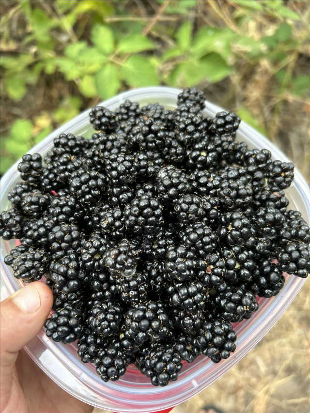July foraging/plant ID class | Heron Park