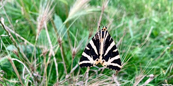 Wildlings: Moth Finger Puppets at Alexandra Park | Alexandra Park, Poole