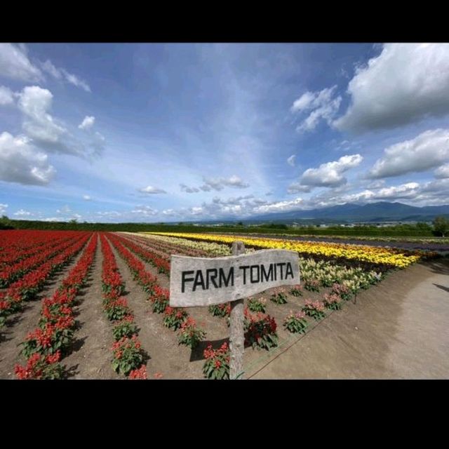 Furano and Tomita Farm Day Tour