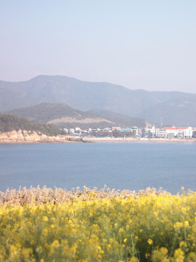 부안 수성당: 아름다운 노란색 물결