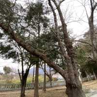 冨士御室浅間神社の参道
