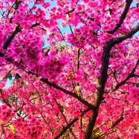 😍美不勝收的淡水天元宮🌸