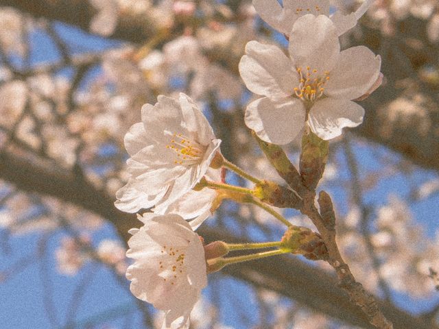 벚꽃 아래에서 인생샷 건질 수 있는 벚꽃명소🌸 :: 서울숲
