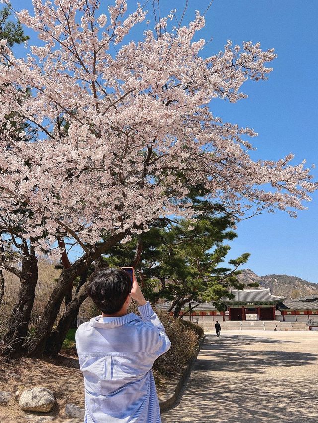 서울벚꽃 실시간) 벚꽃 만개입니다🌸