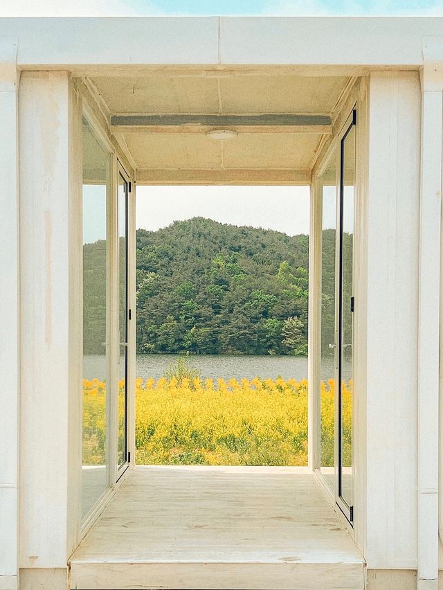 경주에서 유채꽃 풍경 제일 예쁜 카페🌼
