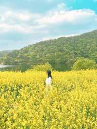 경주에서 유채꽃 풍경 제일 예쁜 카페🌼