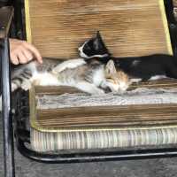 猴硐貓村 - 慢活的貓奴聖地