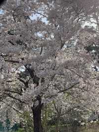 인파 뚫고 다녀온 4월의 강릉 벚꽃 Season! (경포호 및 경포대)