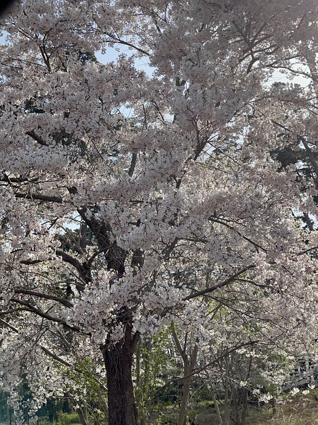 인파 뚫고 다녀온 4월의 강릉 벚꽃 Season! (경포호 및 경포대)