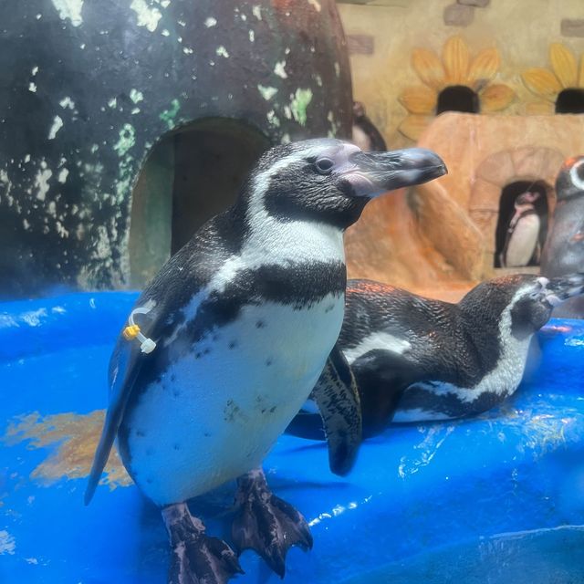 🇰🇷 COEX Aquarium Penguin Island