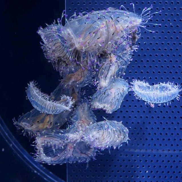 Sumida Aquarium At Tokyo Solamachi