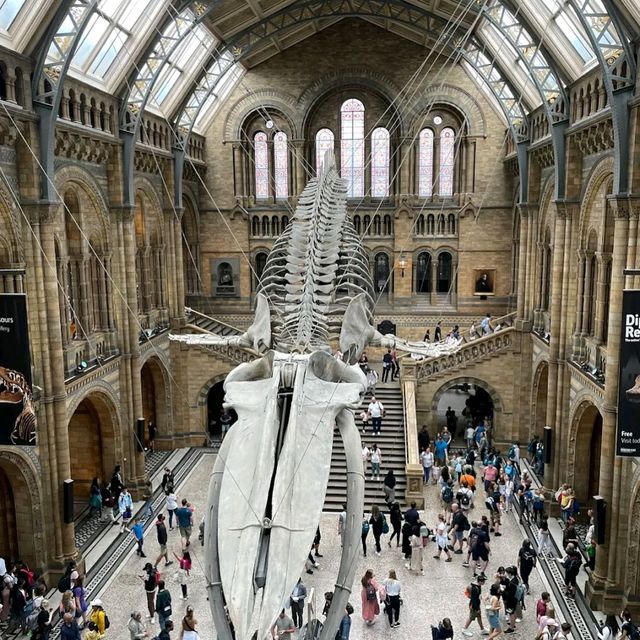 London Natural History Museum 🖼️