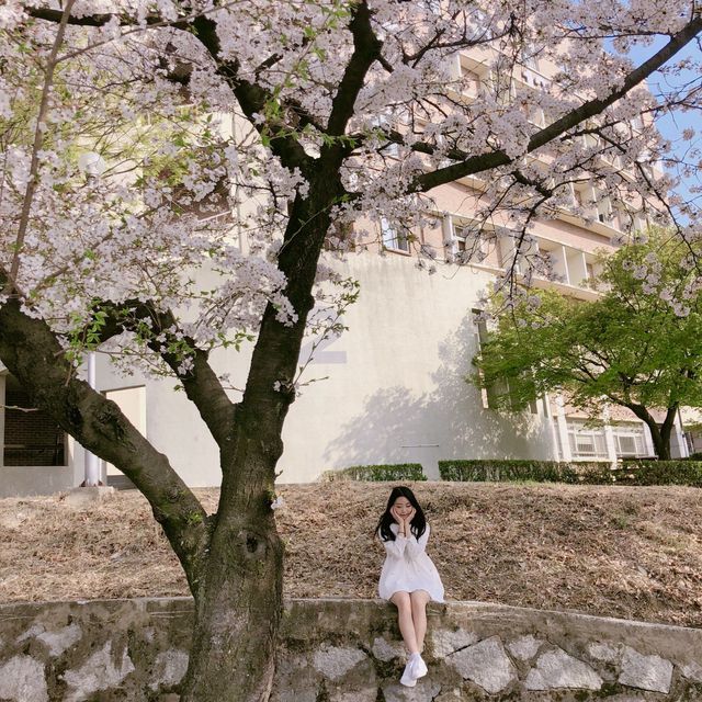 대학로 벚꽃 맛집, 경북대학교 러브로드?!💓