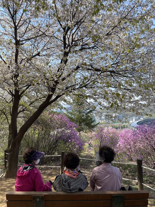 핑크빛 진달래가 가득한 원미산🌸💗
