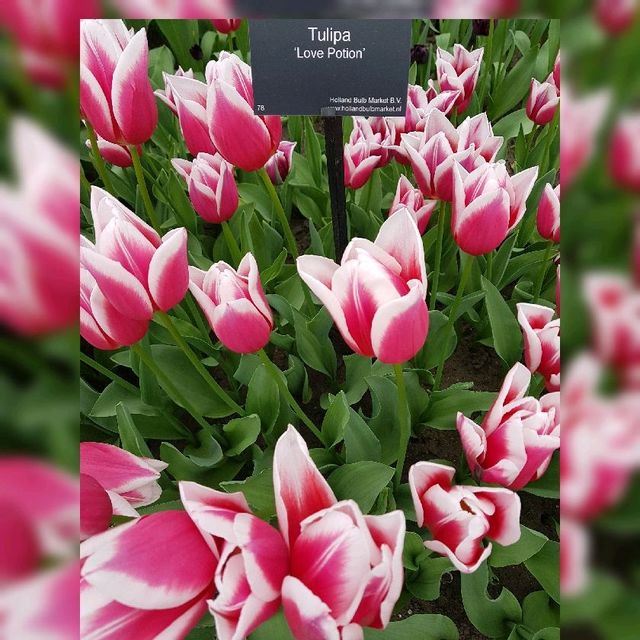 Amazing display of tulips!