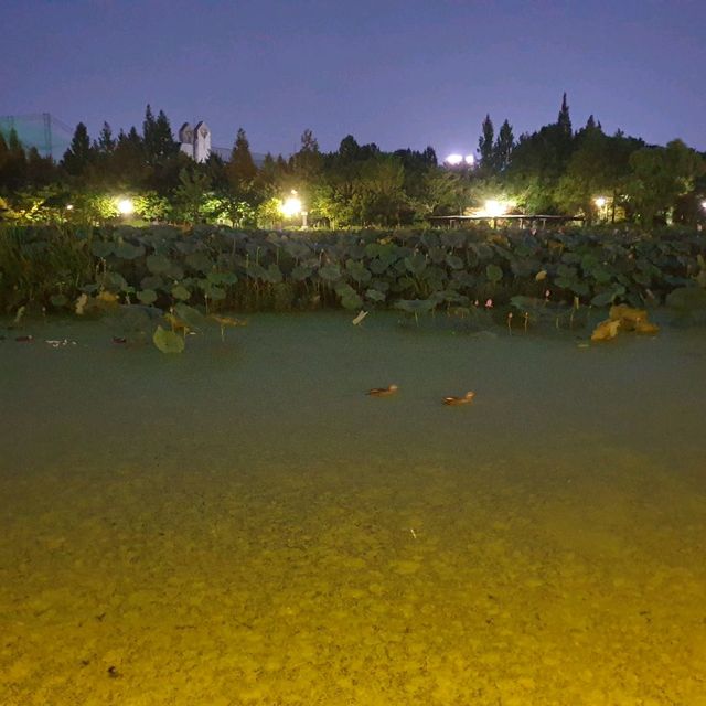 Deokjin Park Night View in Jeonju