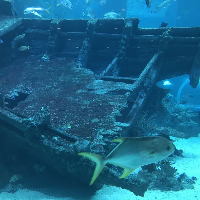 新加坡🇸🇬聖淘沙最大水族館‼️觀賞魚群好地方