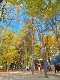 남이섬 자전거 단풍여행🍁🍂