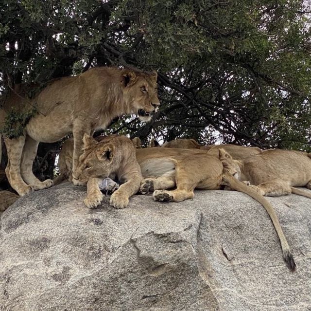 Serengeti the Home of the Wilderness 