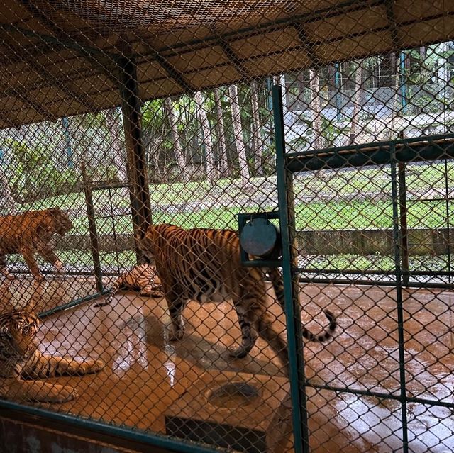 布吉島🐯樂園