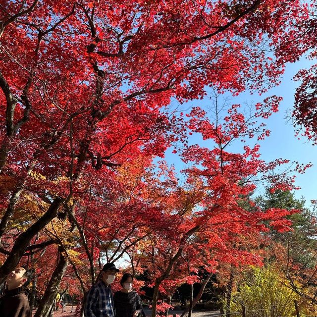 適逢紅葉季的開關第一遊