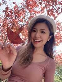 【突襲大棠楓香林？！意想不到的偶遇紅葉🍁】
