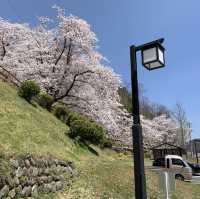 日本 天童公園舞鶴山