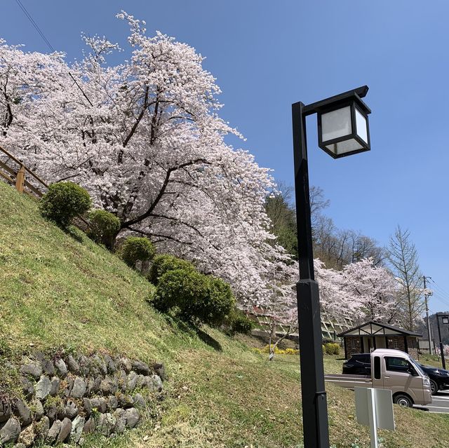 日本 天童公園舞鶴山