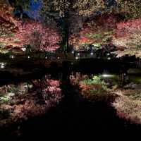 2021最後の紅葉を楽しむ