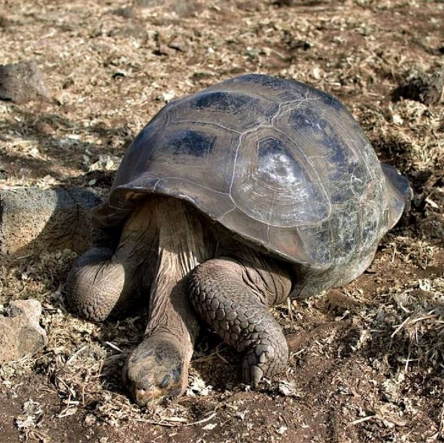 【ガラパゴス諸島】動物好きにはたまらない島！