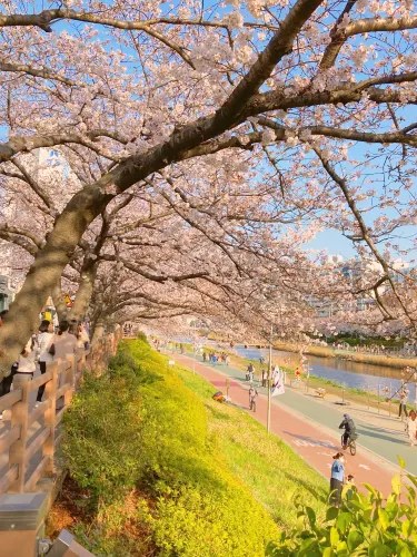 부산 만개한 벚꽃과 유채꽃 명소, 온천천 