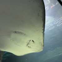 SEA LIFE 선샤인코스트 수족관 , SEA LIFE Sunshine Coast Aquarium