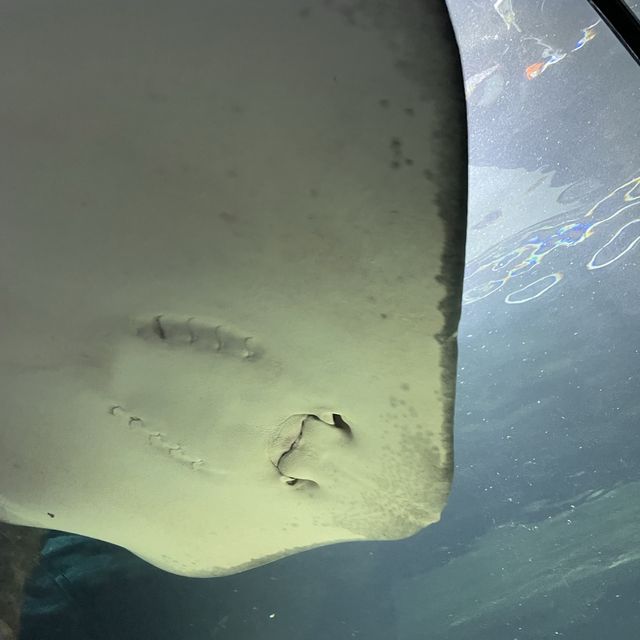 SEA LIFE 선샤인코스트 수족관 , SEA LIFE Sunshine Coast Aquarium