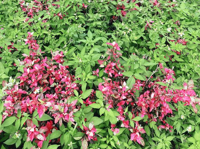 藝術公園賞花好去處