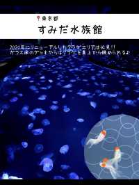 雨の日に行きたい！水族館7選