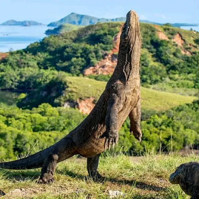 Pulau komodo