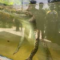 weekend with the crocodile