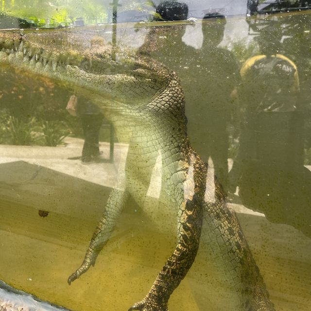 weekend with the crocodile