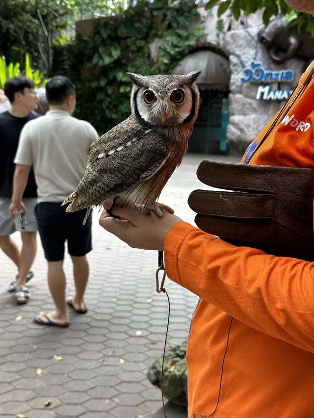 來泰國Safari World當一天動物飼養員吧！