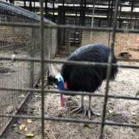 PENANG BIRD PARK FUNTASTIC FOR KIDS
